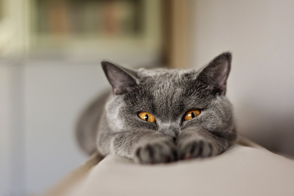 Tu ştiai? De ce au pisicile pupilele verticale?