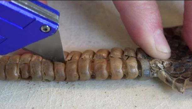 Au tăiat coada unui şarpe cu clopoţei. Au înlemnit când au văzut ce era înăuntru! Înfiorător!