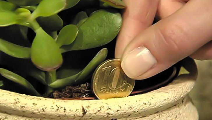 Acest truc te va ajuta să ai mai mulţi bani în casă. Iată ce este Copacul Banului!