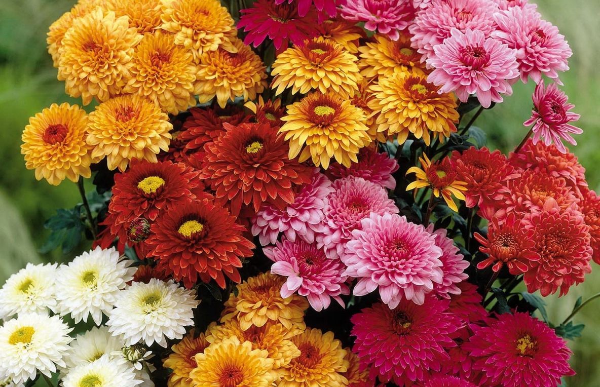 Florile pe care trebuie să le plantezi în curtea ta în luna august. Vei obține o feerie de culoare și mireasmă chiar sub geamul ferestrei