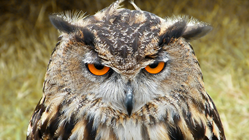 Ce înseamnă când auzi o CUCUVEA cântând. Este mai rău decât crezi!