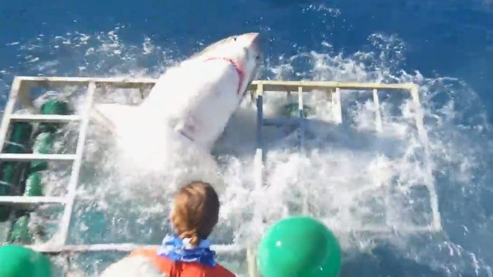 Momentul şocant în care un rechin uriaş şi un scafandru sunt blocaţi în aceeaşi cuşcă 