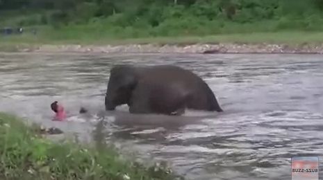 Imagini incredibile! Un elefant a salvat un om de la înec 
