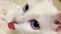 Motivul absolut...uman pentru care o pisică a devenit vedetă pe internet