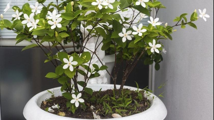 Mirosul acestei plante acționează ca un  calmant. Care este floarea cu efect analgezic