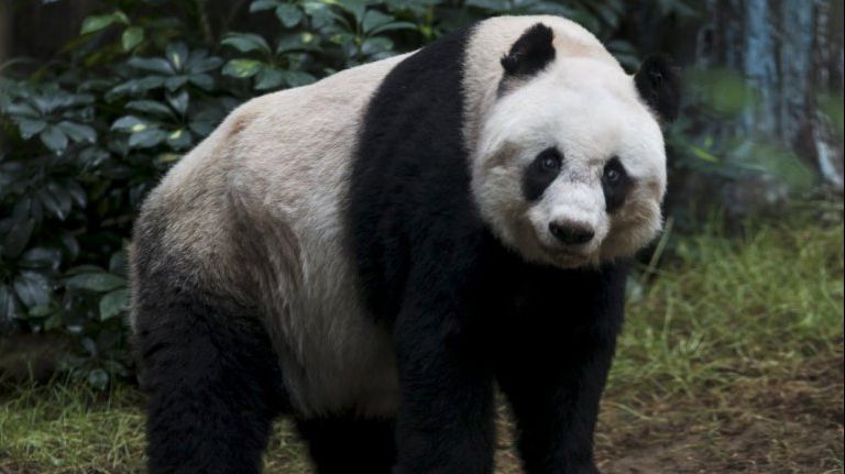 Bucurie mare la zoo din Tokyo: O femelă de panda uriaş a născut gemeni