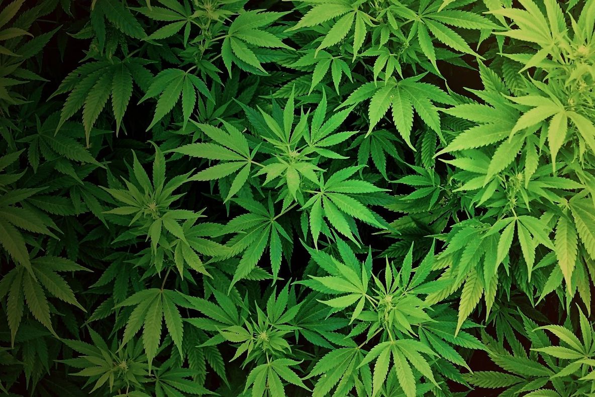 Cel mai mare cercetător canadian în domeniul depresiei: marijuana tâmpeşte!