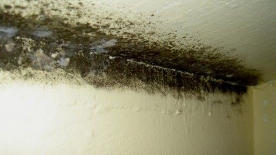 Cum scapi de mucegaiul din casă în mod natural şi pentru totdeauna!