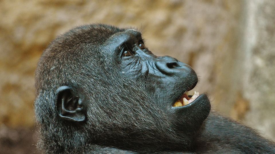 O gorilă care evadase dintr-o grădină zoologică tranchilizată, în centrul Londrei