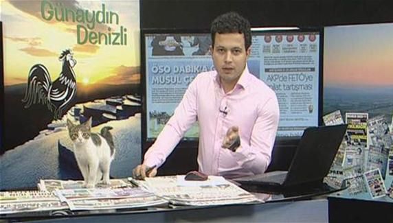 S-a întâmplat în direct la TV: o pisică intră în studio şi...ce urmează e superb!