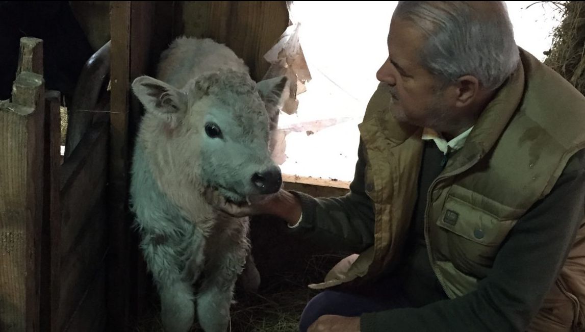 De când nu mai face politică Adrian Năstase are alte preocupări: I-a fătat vaca, ieri noapte