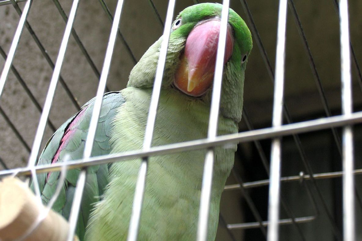 Ca-n filme. O femeie divorțează după ce papagalul i-a dezvăluit că soțul o înșală. Ce cuvinte repeta