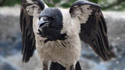 Un oraș întreg, speriat. Ce s-a întâmplat cu toate păsările din zonă, într-o dimineață