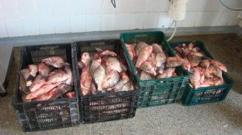 Captură record de peşte şi icre la Tulcea 