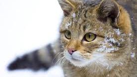 Veste bună pentru iubitorii de animale. Cotele de vânătoare, cercetate într-un dosar penal