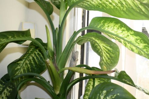 Ai această plantă în casă? Arunc-o imediat! Iată ce se spune despre ea