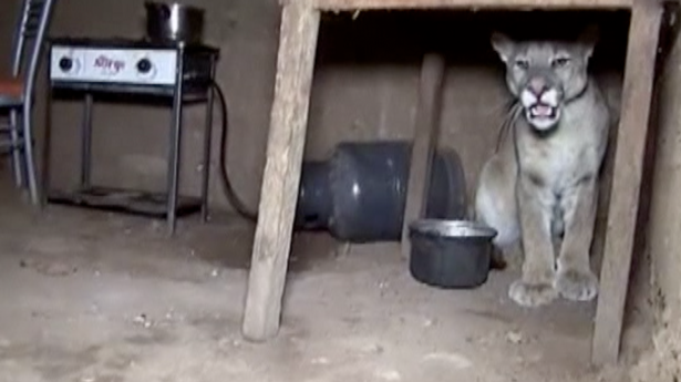 Ce a descoperit o familie, sub masa din bucătărie - "E cel mai feroce animal". Nu a fost ucis