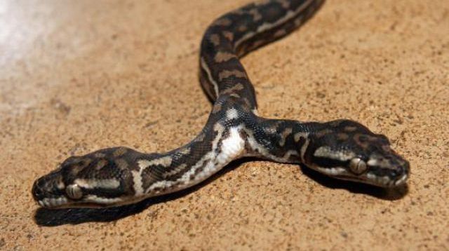 Misterul şerpilor cu două capete. UIMITOR. Iată cum se hrănesc