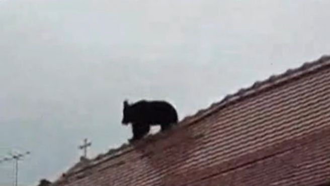 Ursul ucis la Sibiu. Se caută probe video și o femeie care apare în una din înregistrări