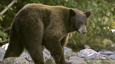 URS UCIS în Sibiu, după ce s-a plimbat două ore prin oraş. Animalul a fost văzut şi pe case!