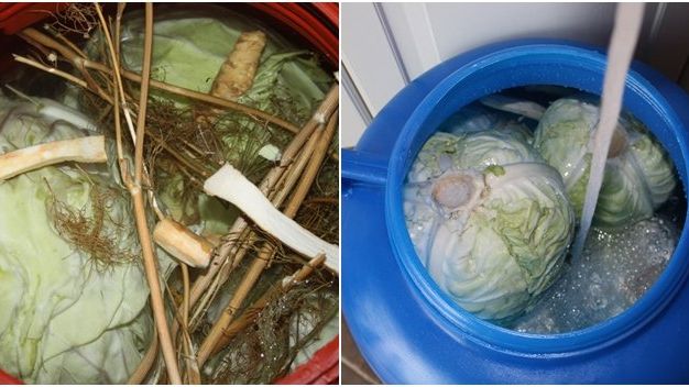 De Sfântul Dumitru se pune VARZA la murat. Secretul verzei acre delicioase -puţine gospodine îl ştiu