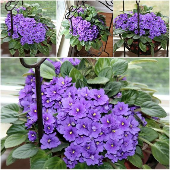 Cum să ai cele mai frumoase violete de Parma. Secretul ştiut de cele mai pricepute florărese