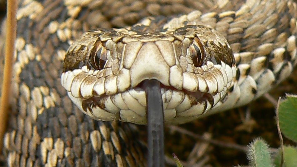 Pericol în Munții Retezat! Un cioban, în stare GRAVĂ după ce a fost mușcat de o viperă