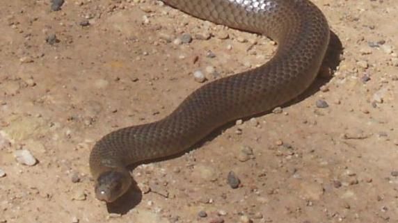 A ajuns la spital, muşcat de un şarpe veninos. A doua zi s-a întors la muncă - ce a păţit e şocant