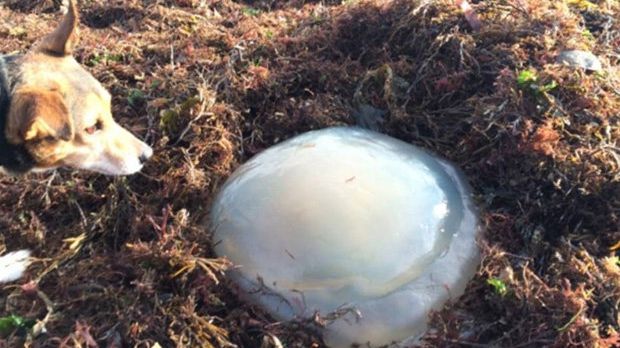 Misterul bilelor albe care au apărut peste noapte pe plajă