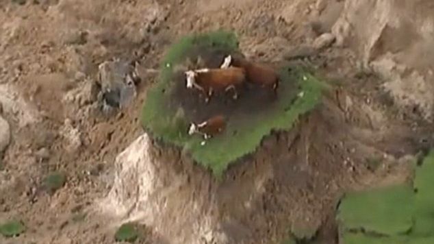 Fotografie ȘOCANTĂ după cutremurul din Noua Zeelandă: 3 vaci au rămas izolate la 10 metri înălțime