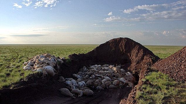 Fenomen inexplicabil: 150.000 de antilope au murit în doar 3 zile