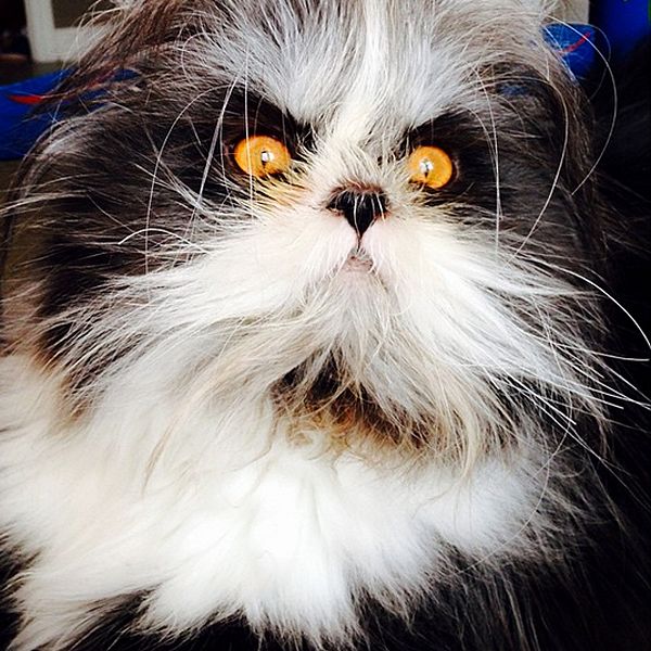 Creatura care uimeşte internetul: e câine sau pisică?