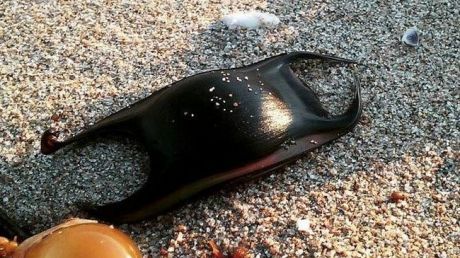 Această capsulă neagră se numește "portofelul sirenei". Ce este de fapt şi ce se găseşte în interior