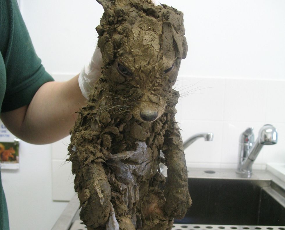 Au descoperit o creatură ciudată într-o groapă. S-au uitat mai bine şi ŞOC! Ce era, de fapt