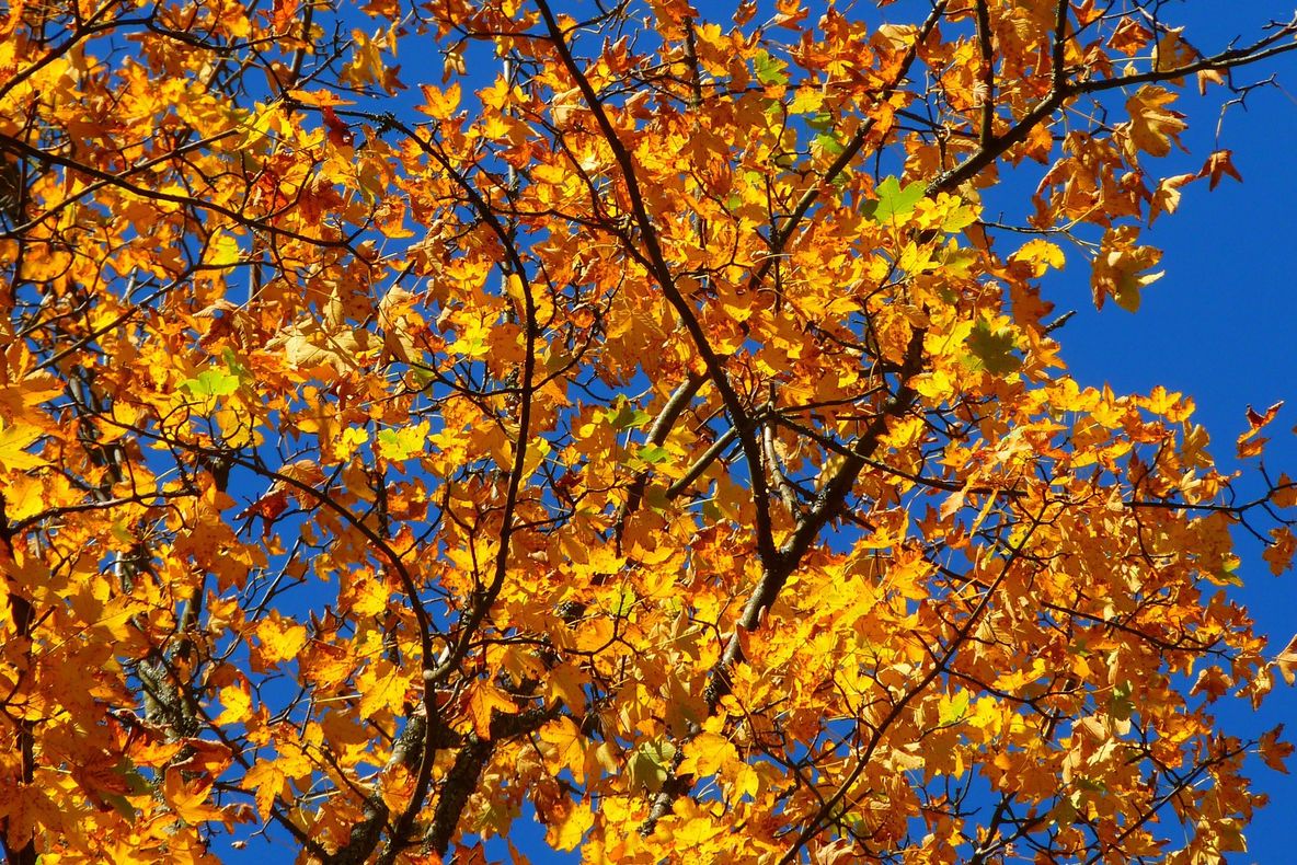  PROGNOZA METEO pentru vineri şi sâmbătă