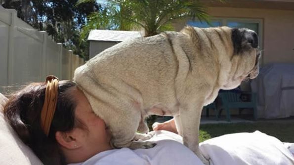 15 câini ridicoli care nu înțeleg noțiunea de ”intimitate”