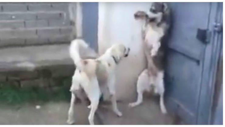 "Nu ţipa la copii!" - ce păţeşte un câine care latră la pui, de la mama căţeluşilor. VIDEO VIRAL