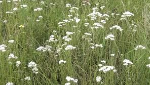 Bătrânii îl beau zilnic pentru că efectul acestui ceai este miraculos...Noi am uitat de el