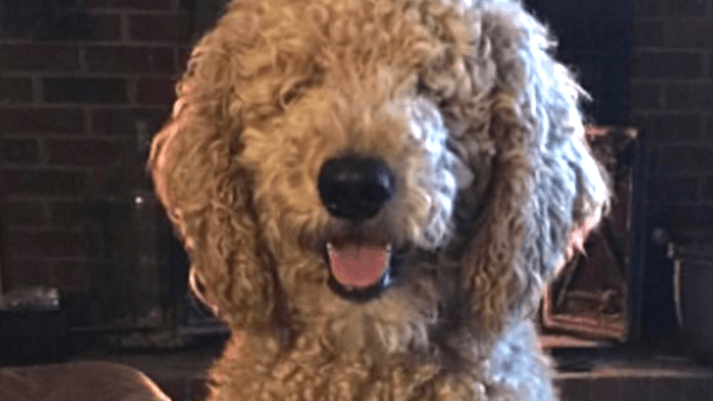 "Mi-a stricat câinele" - s-a plâns că mama l-a tuns, iar rezultatul l-a făcut vedetă pe patruped