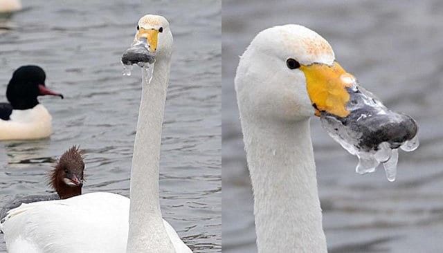 Cum arată o zi cu ghinion, în cele mai amuzante fotografii. Le plângi de milă, dar provoacă râsul!