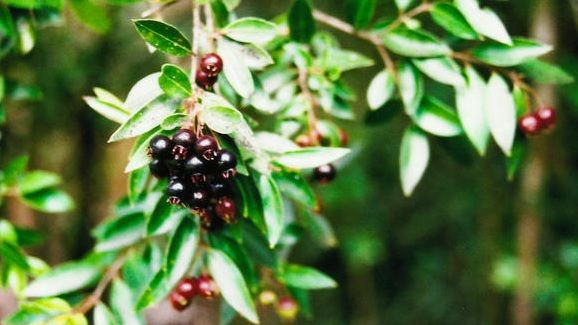 Maqui, fructul-minune. Ai auzit de el si de beneficiile lui?