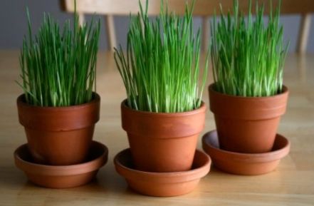 Sf Andrei 2017. Tradiţia care nu moare niciodată: De ce trebuie să  punem grâul la încolţit