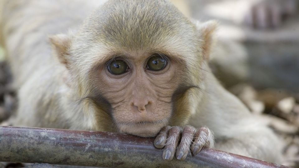 OMS: Apariția cazurilor de VARIOLA MAIMUȚEI în Europa NU ESTE un lucru obișnuit 