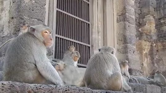 Oraşul thailandez Lopburi, gazda unei petreceri de cinci stele pentru mii de maimuţe 