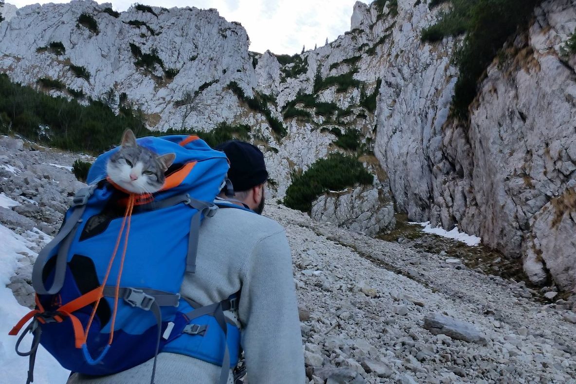 Un pisoi a urcat cu un grup de alpinişti în munţii Piatra Craiului şi a primit numele "Curaj" 