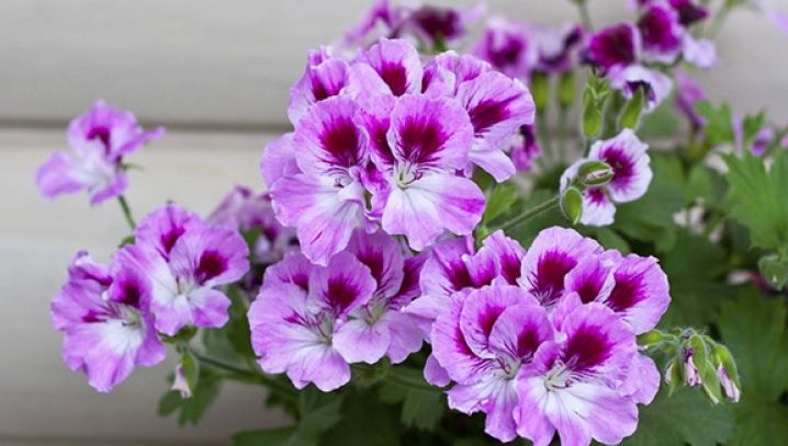 Cum să ai cele mai frumoase MUŞCATE în balcon. Pune ASTA în apă când le uzi şi vei vedea diferenţa