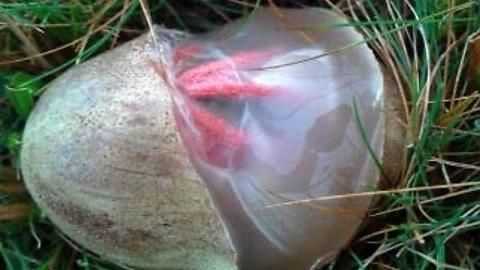 Au crezut că au găsit un "OU EXTRATERESTRU". Când au început să iasă tentaculele, au fost ŞOCAŢI!