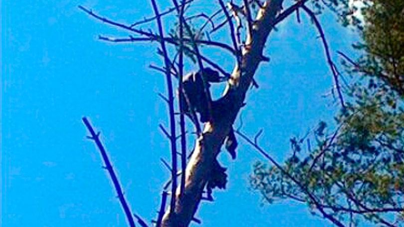 Descoperire şocantă într-un copac din Siberia: "Nu am văzut în viaţa mea aşa ceva!"