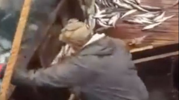 Au mers la pescuit, dar nu se așteptau la asta. Ce creatură au prins în plasă