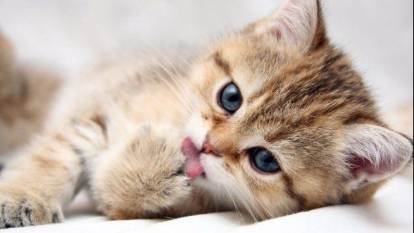 STUDIU Creierul pisicii bate super-computerul